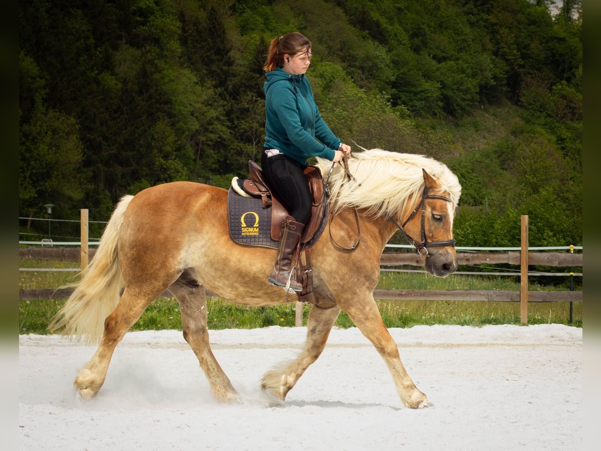 Haflinger Caballo castrado 14 años 146 cm in Deutschfeistritz