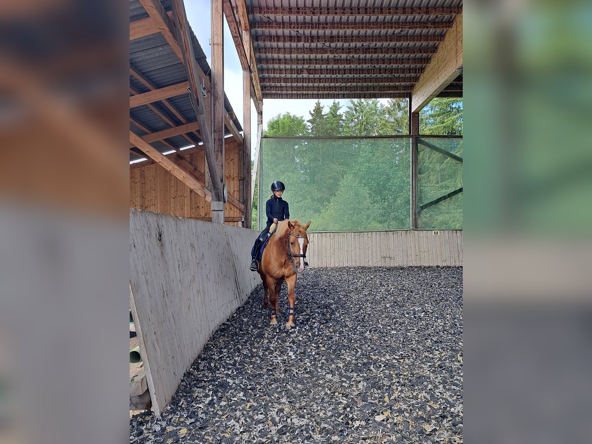 Haflinger Mestizo Caballo castrado 14 años 148 cm Alazán in Thiersheim