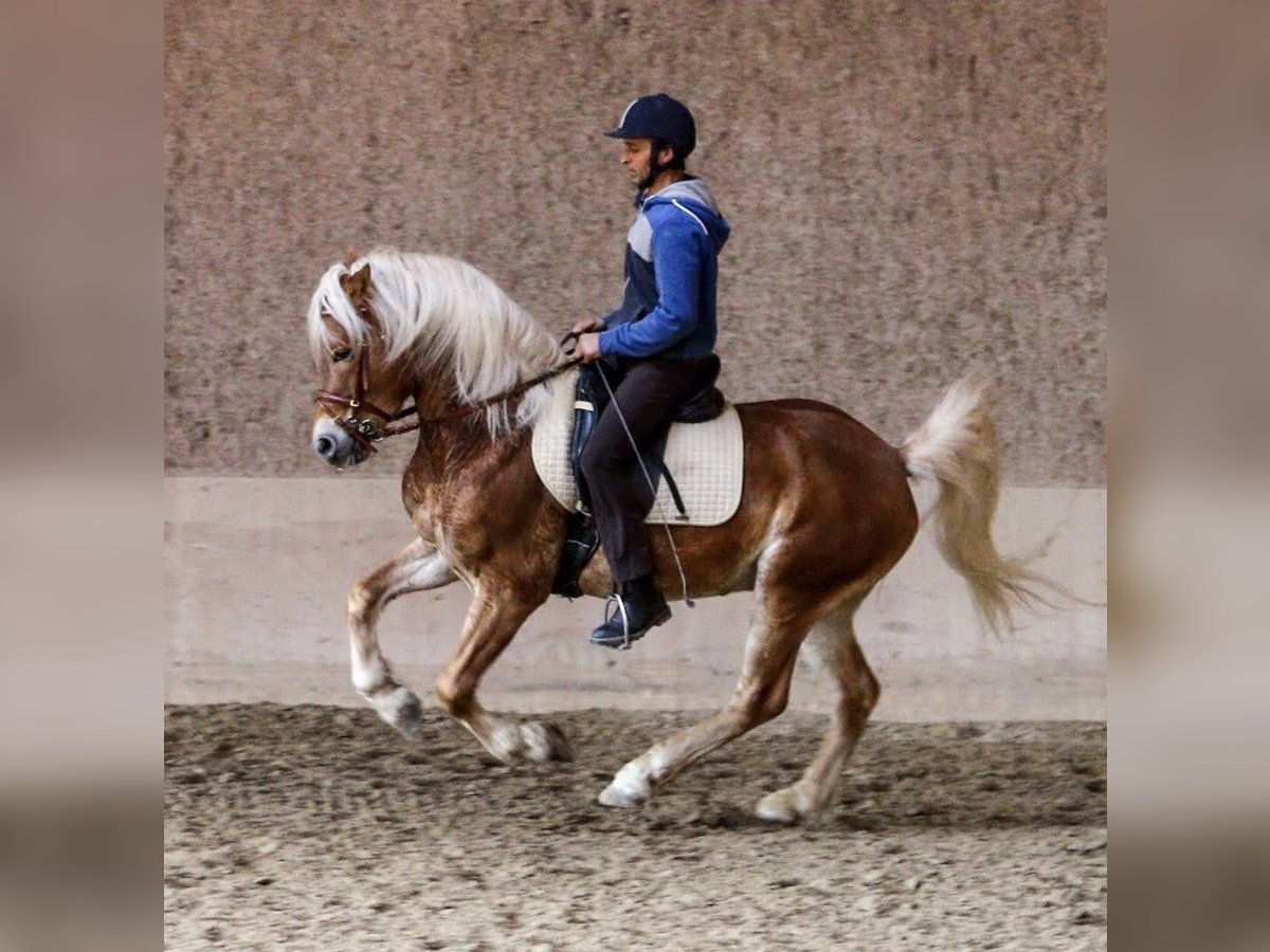 Haflinger Caballo castrado 14 años 150 cm Alazán in bozen