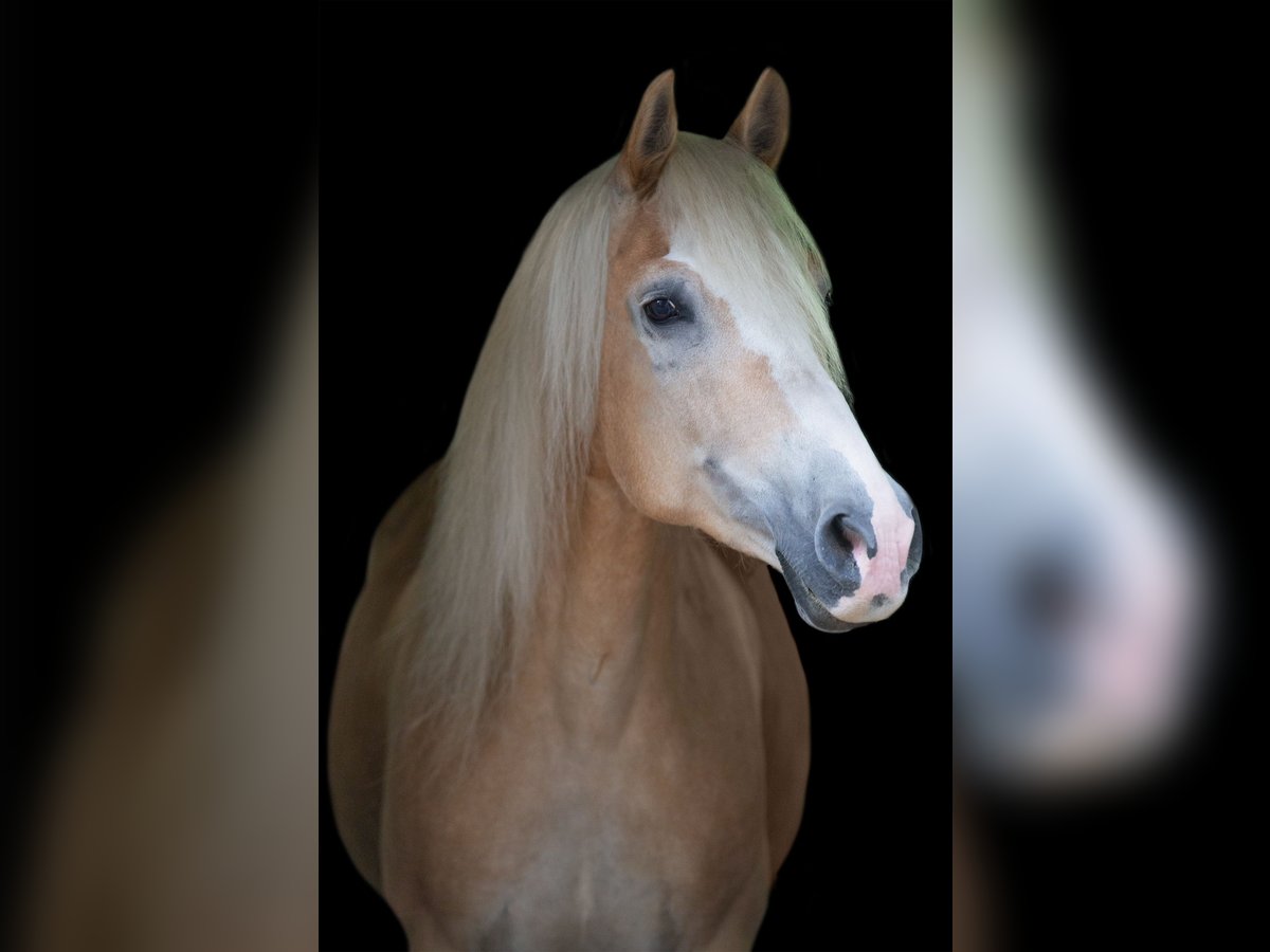 Haflinger Caballo castrado 14 años in Schermbeck