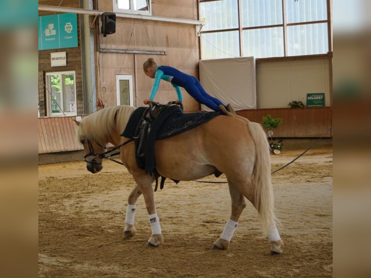 Haflinger Caballo castrado 15 años 144 cm in Ochtrup