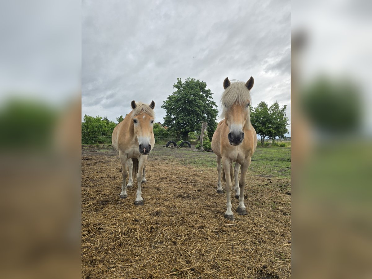 Haflinger Caballo castrado 15 años 147 cm in Neuferchau