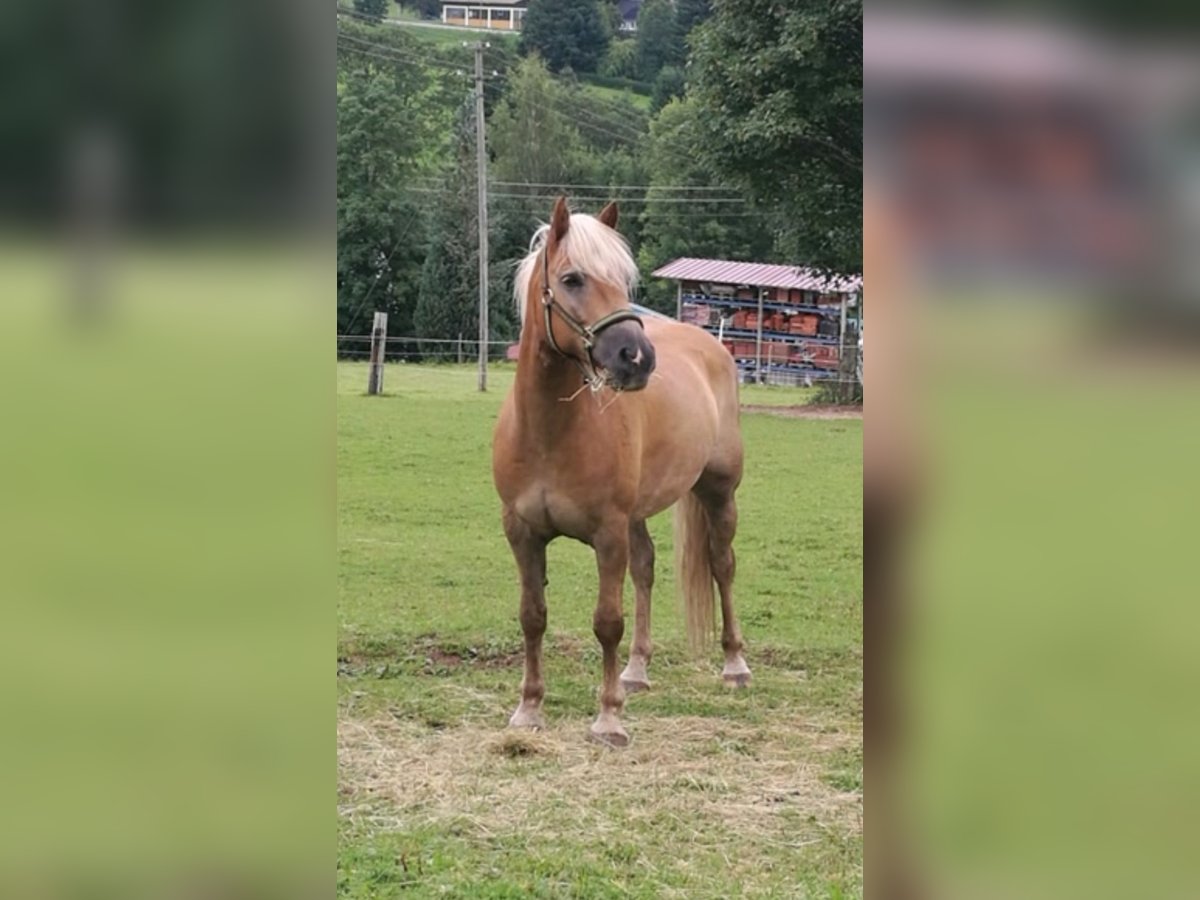 Haflinger Caballo castrado 15 años 154 cm Alazán in Schaffouse bei Selz