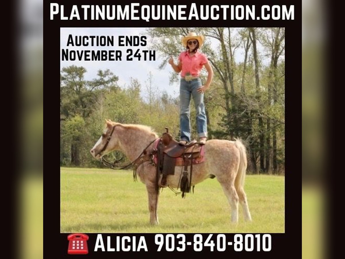 Haflinger Caballo castrado 15 años Ruano alazán in Canton TX