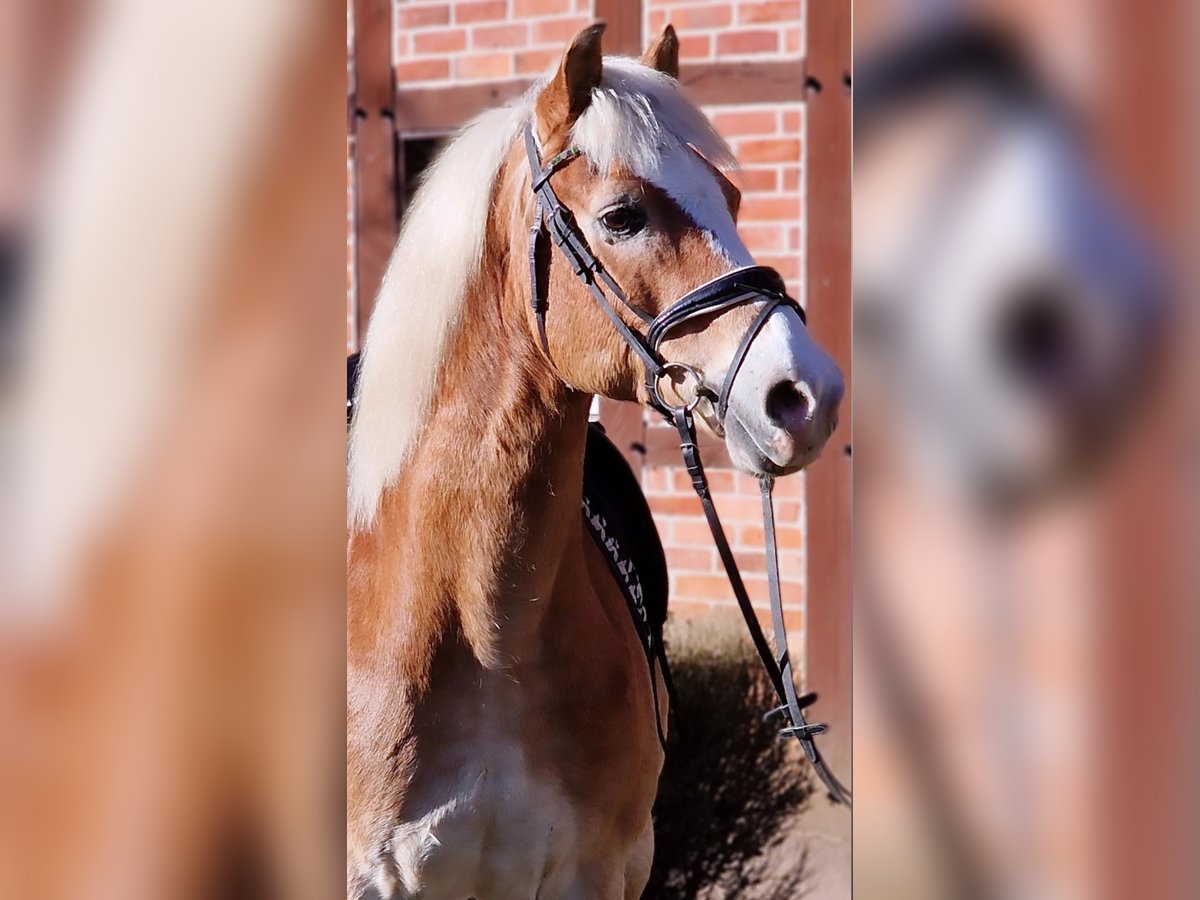 Haflinger Caballo castrado 16 años 148 cm Palomino in Warendorf