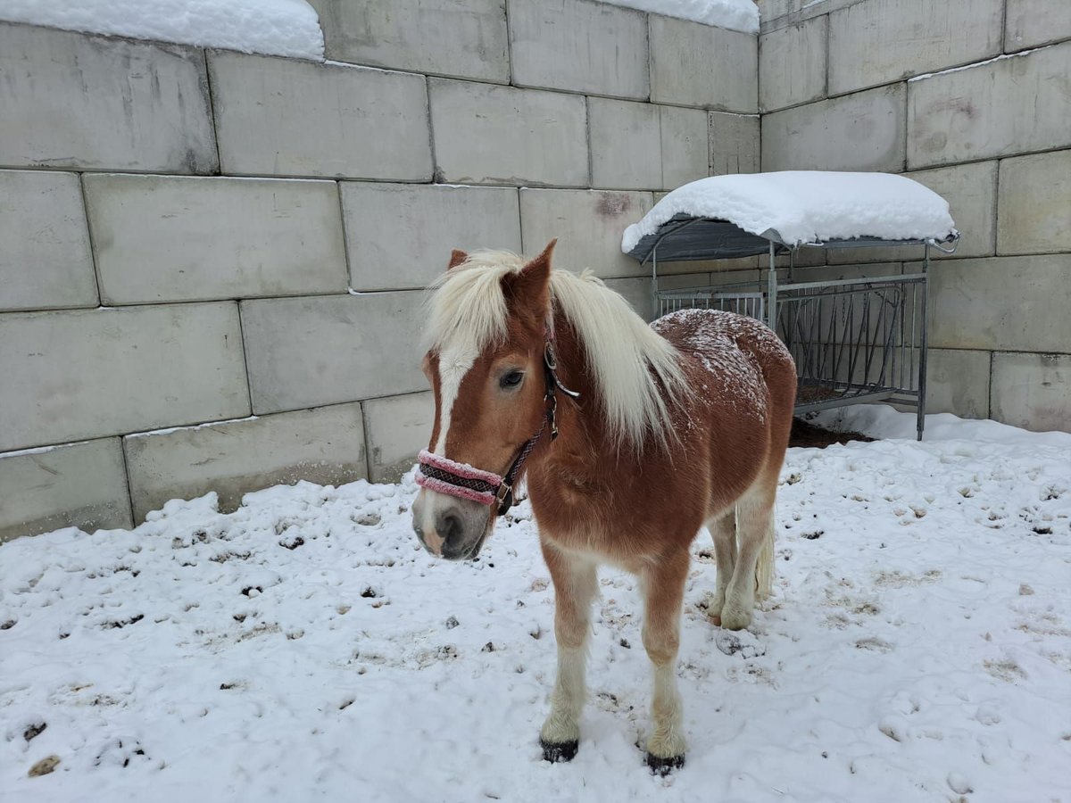 Haflinger Caballo castrado 16 años 150 cm in Obertilliach