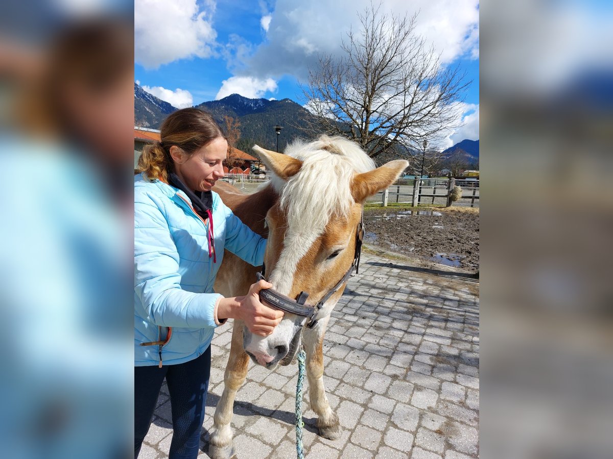 Haflinger Caballo castrado 17 años 145 cm in Unterletzen