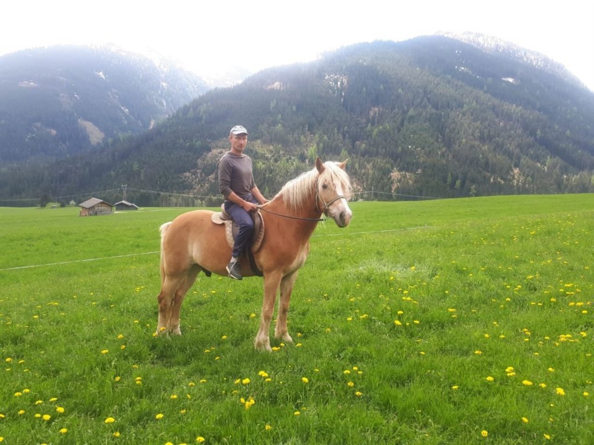 Haflinger Caballo castrado 17 años 156 cm Alazán in Obertilliach