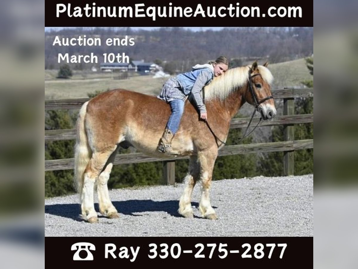 Haflinger Caballo castrado 19 años Alazán rojizo in Millersburg OH