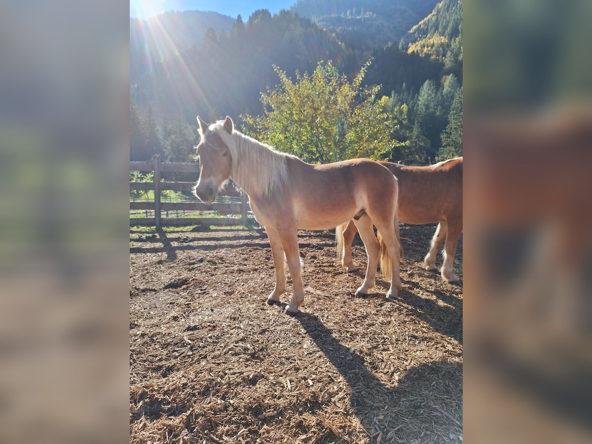 Haflinger Caballo castrado 1 año 145 cm Palomino in Jerzens