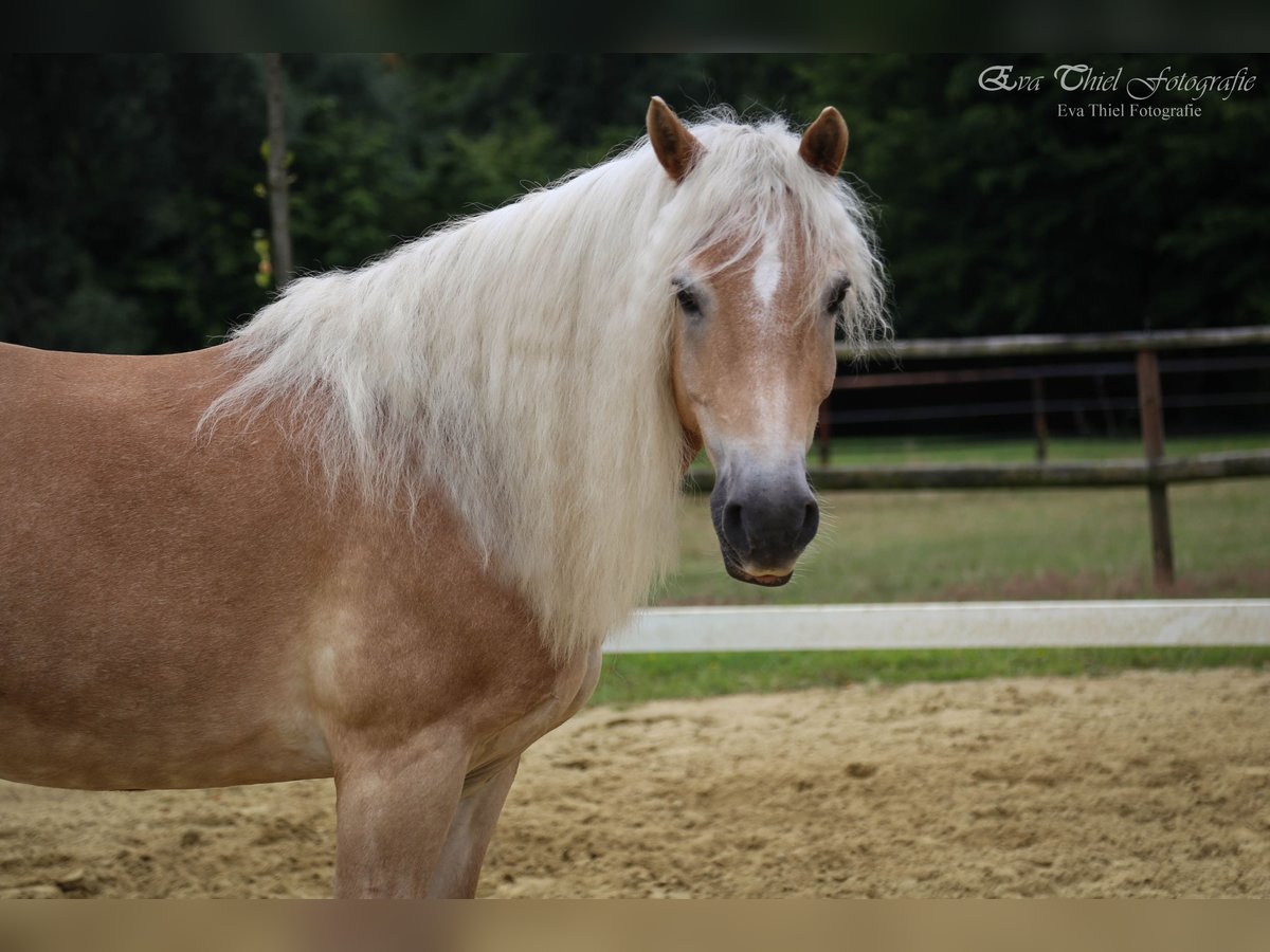 Haflinger Caballo castrado 24 años 148 cm Alazán in Haltern am See