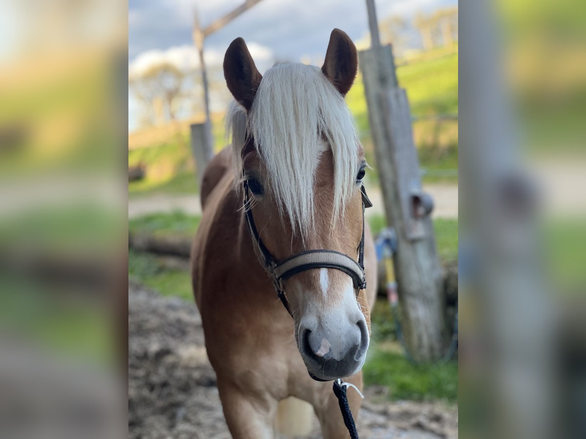 Haflinger Caballo castrado 2 años 135 cm in Anthering