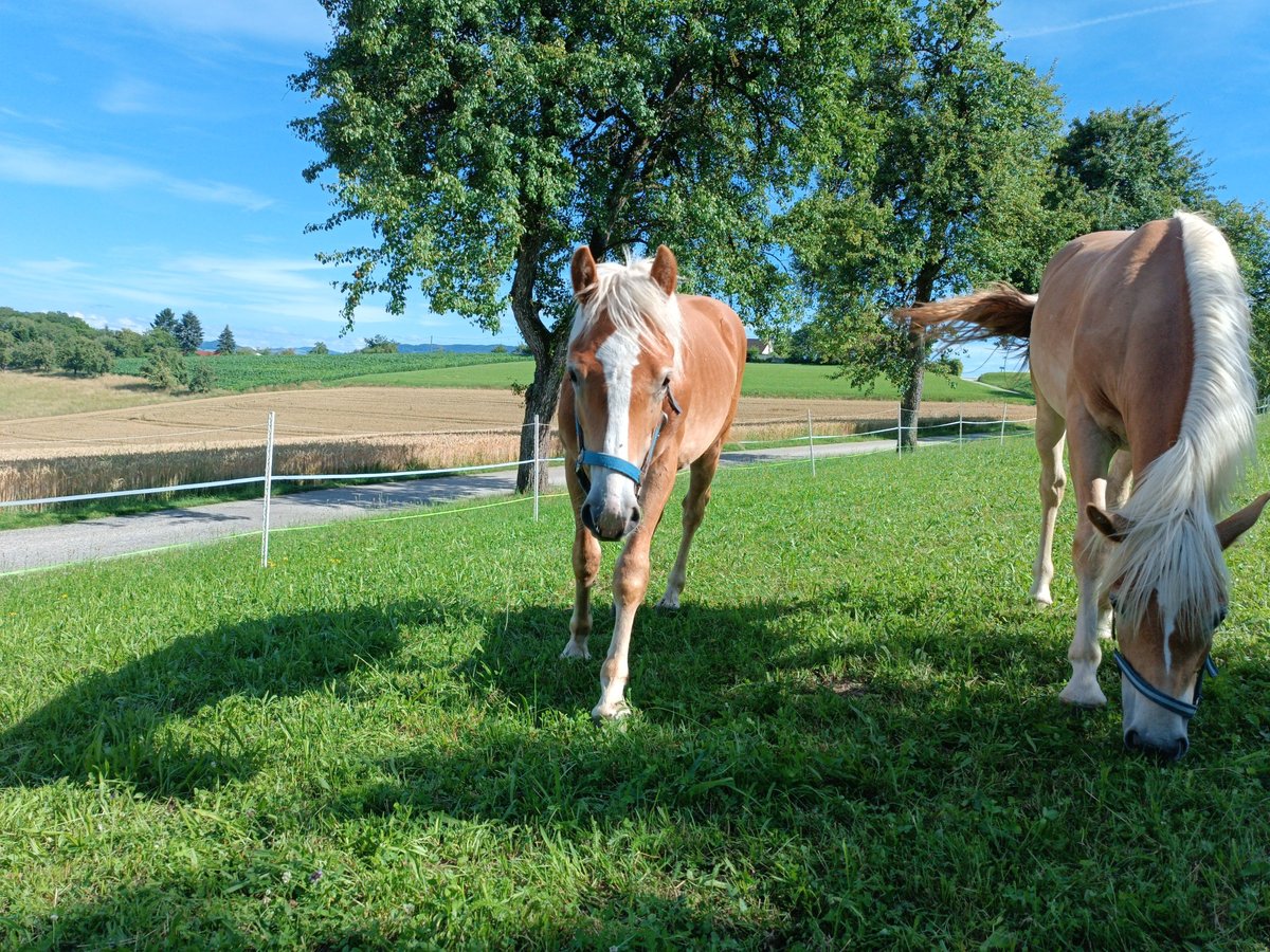 Haflinger Caballo castrado 2 años Alazán-tostado in Steyr