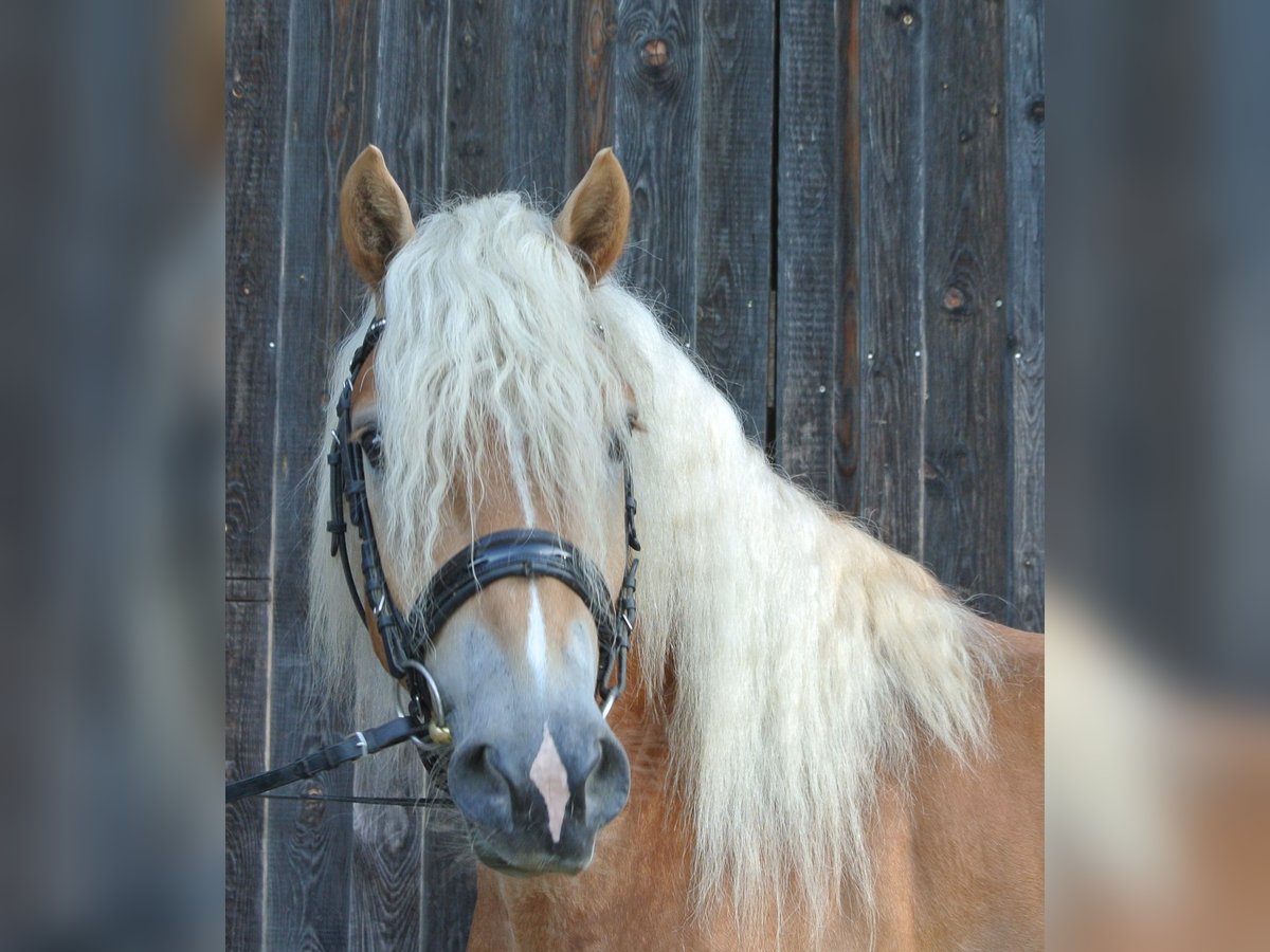 Haflinger Caballo castrado 3 años 148 cm in Leobersdorf