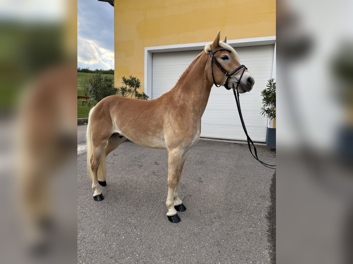 Haflinger Caballo castrado 3 años 150 cm in LindSpielberg