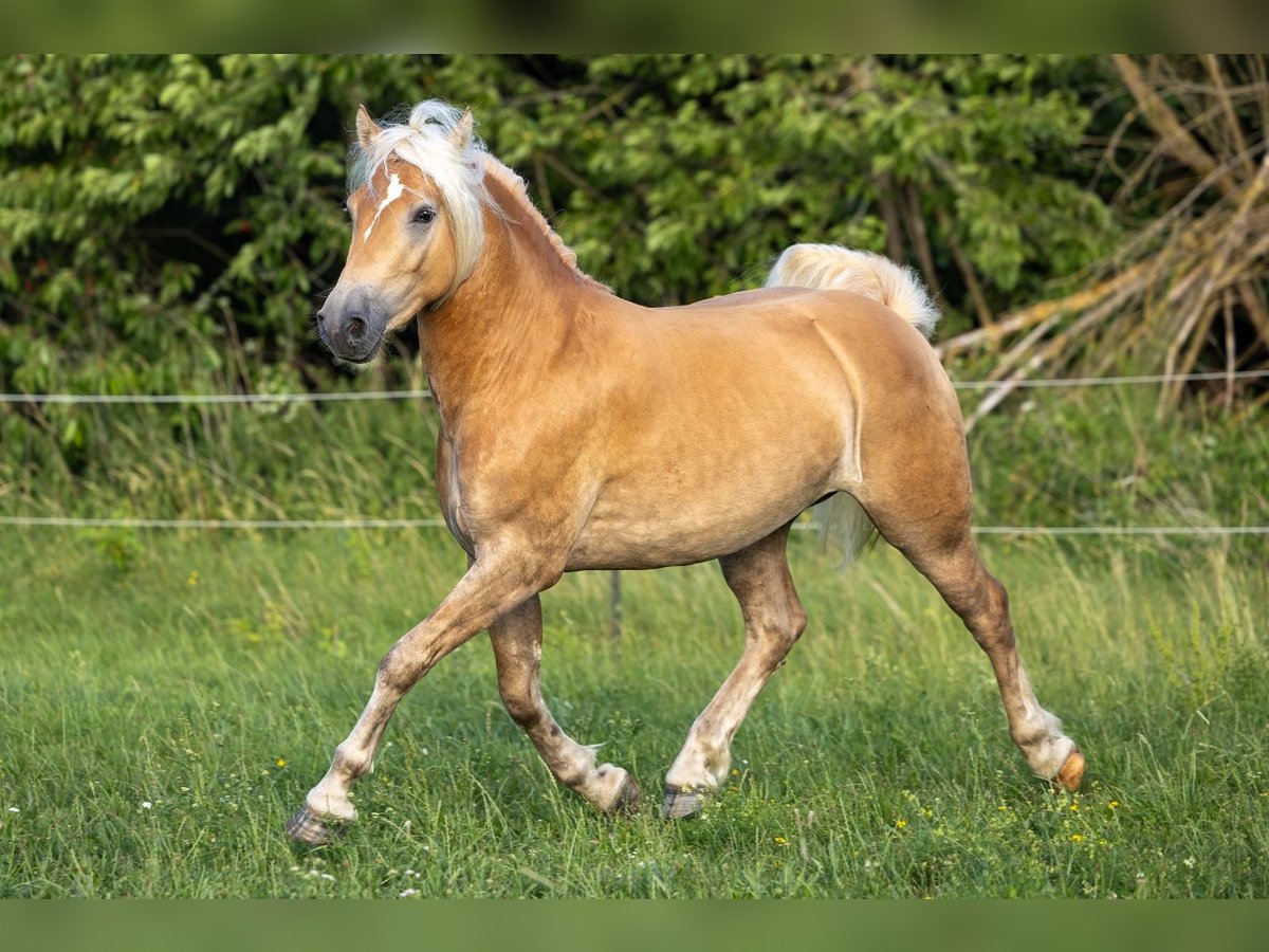 Haflinger Caballo castrado 3 años 152 cm Alazán in Ahorntal