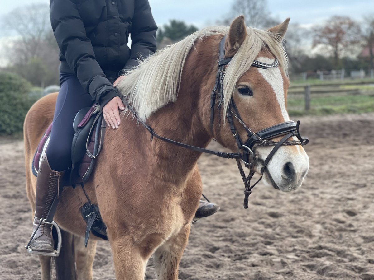 Haflinger Caballo castrado 3 años 152 cm Alazán in Trebbin