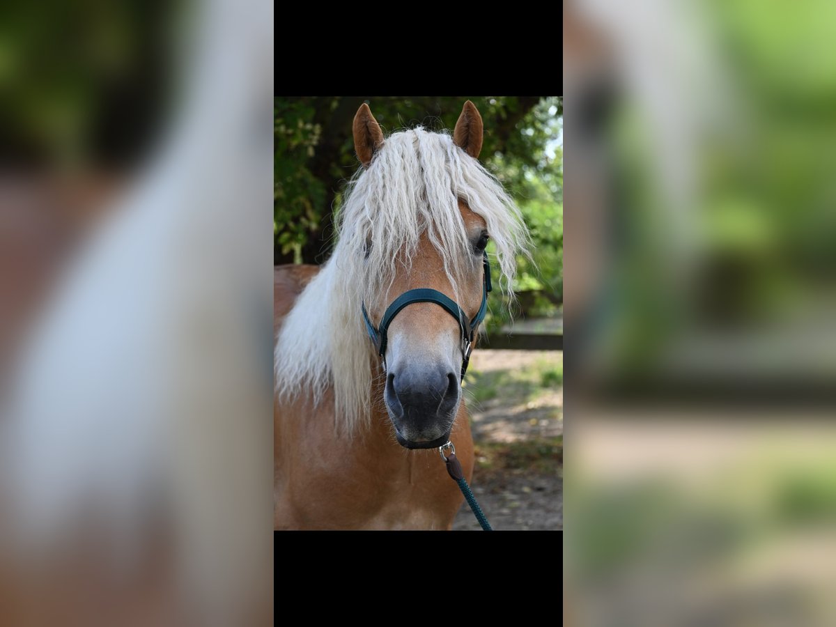Haflinger Caballo castrado 3 años 153 cm in Karnabrunn