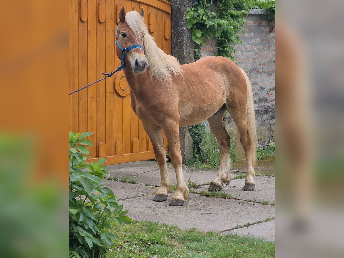 Haflinger Mestizo Caballo castrado 4 años 137 cm in Deggendorf