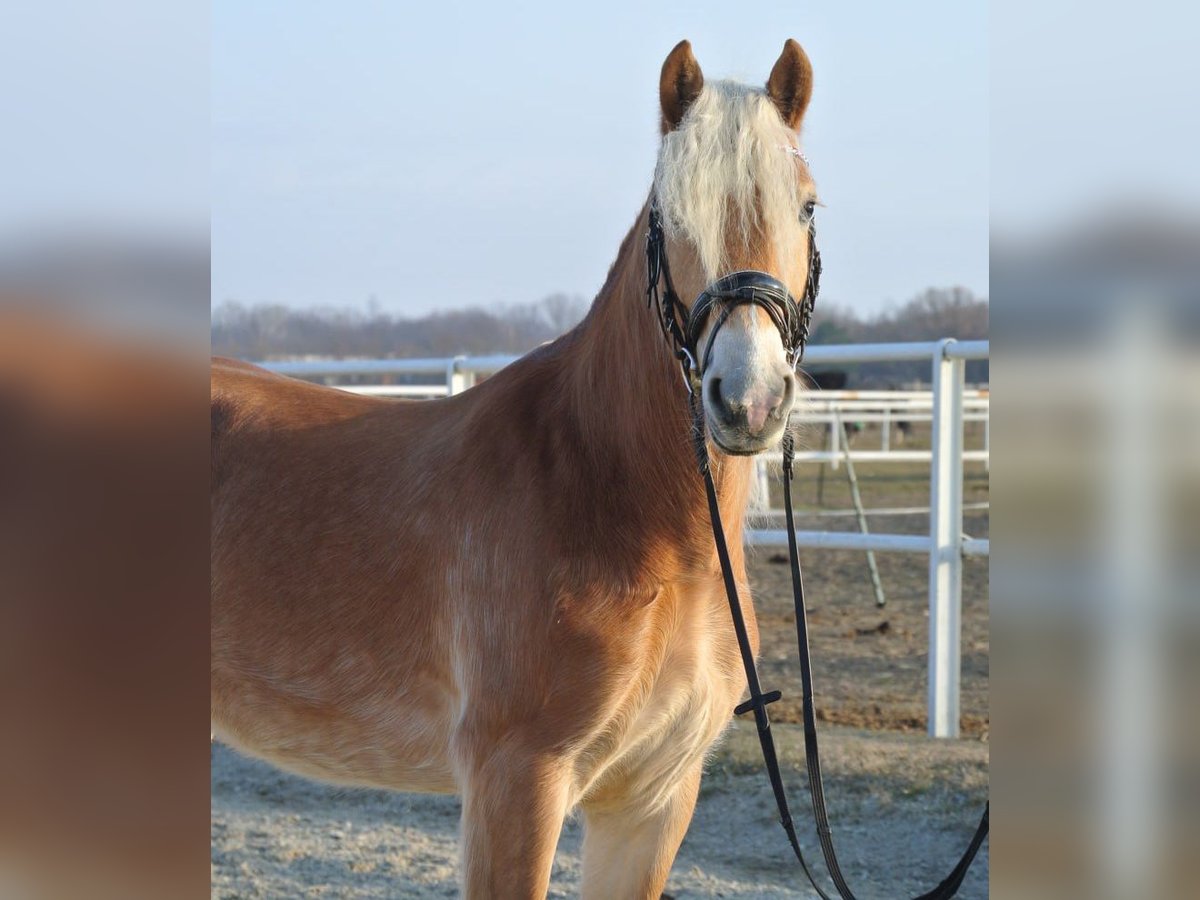 Haflinger Caballo castrado 4 años 150 cm Alazán in Leobersdorf