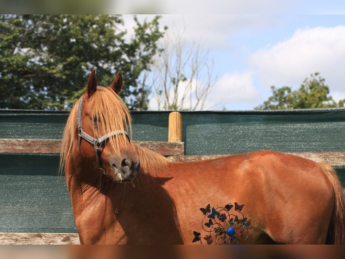 Haflinger Mestizo Caballo castrado 4 años 150 cm Castaño in Bredstedt