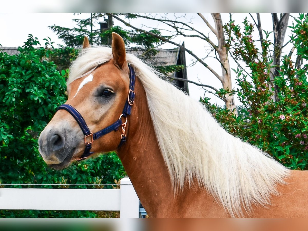 Haflinger Caballo castrado 4 años 151 cm Alazán in Seebad Bansin