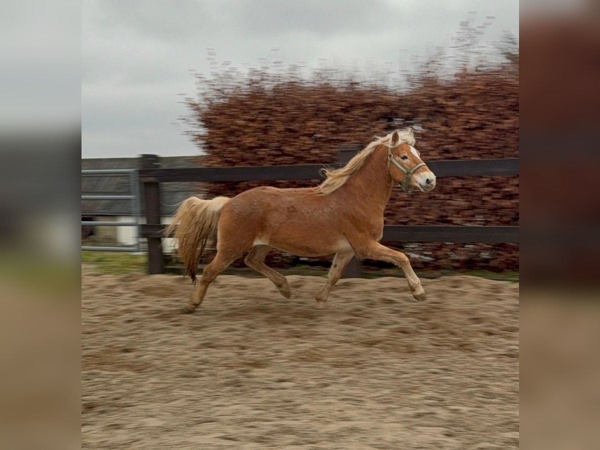 Haflinger Caballo castrado 4 años 160 cm Alazán in Daleiden