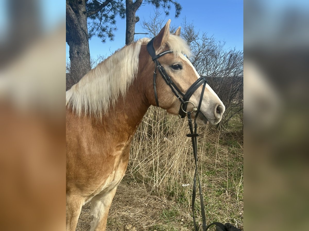 Haflinger Caballo castrado 5 años 143 cm Alazán in Hellmons&#xF6;dt