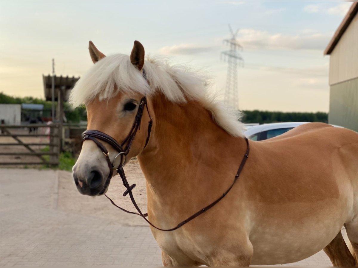 Haflinger Caballo castrado 5 años 145 cm Alazán in Stade