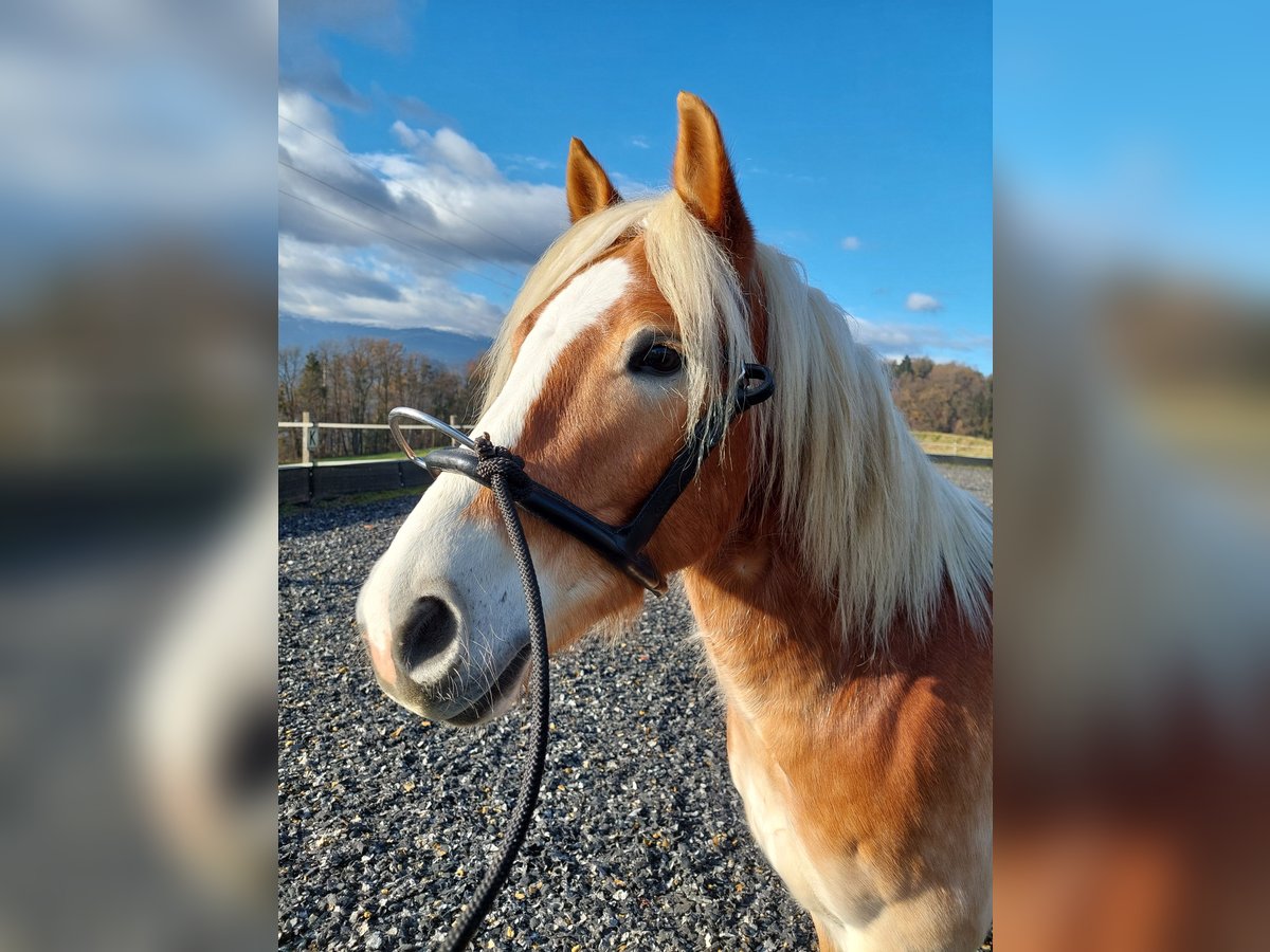 Haflinger Caballo castrado 5 años 147 cm in Wolfsberg