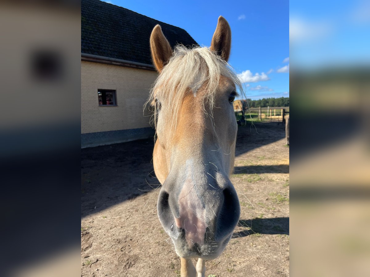 Haflinger Caballo castrado 5 años 150 cm Bayo in Wriedel