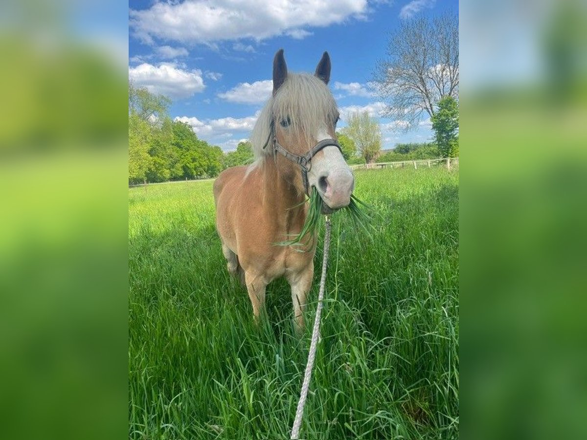 Haflinger Caballo castrado 5 años 152 cm Castaño claro in Neukirchen-Vluyn
