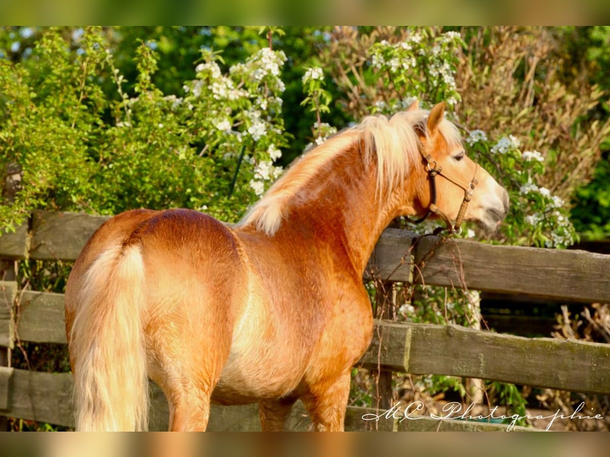 Haflinger Caballo castrado 5 años 153 cm Castaño claro in Brandis