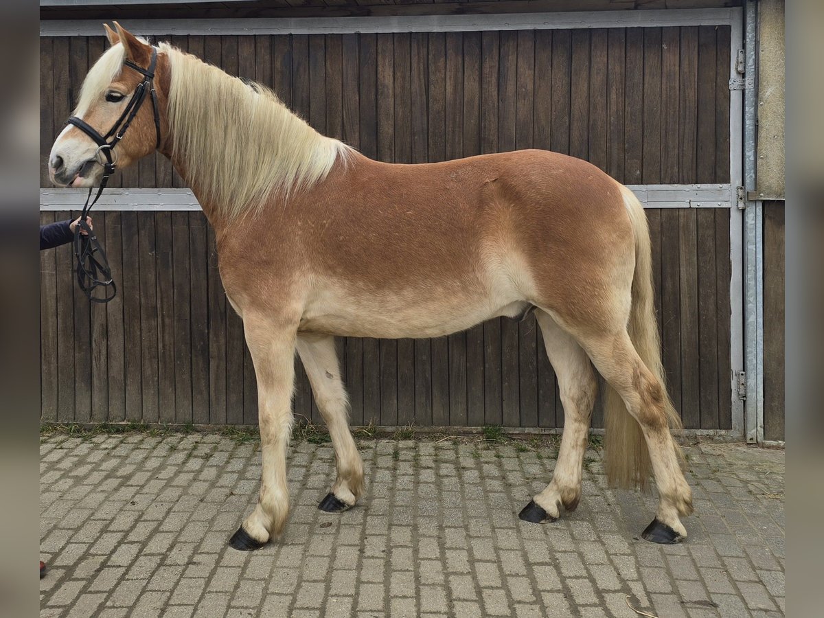 Haflinger Caballo castrado 5 años 154 cm Alazán in M&#xFC;lheim an der Ruhr