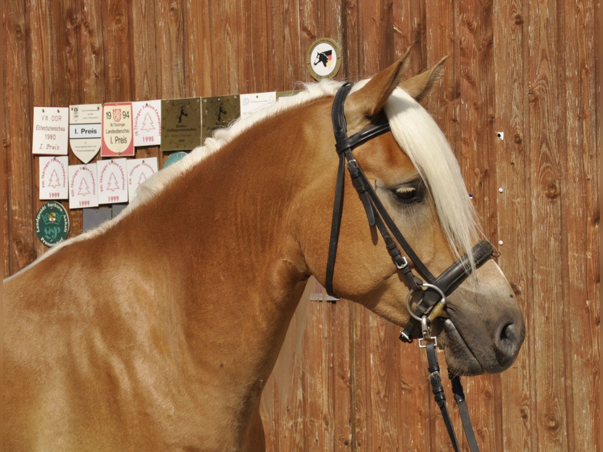 Haflinger Caballo castrado 5 años 155 cm in Bad Sulza