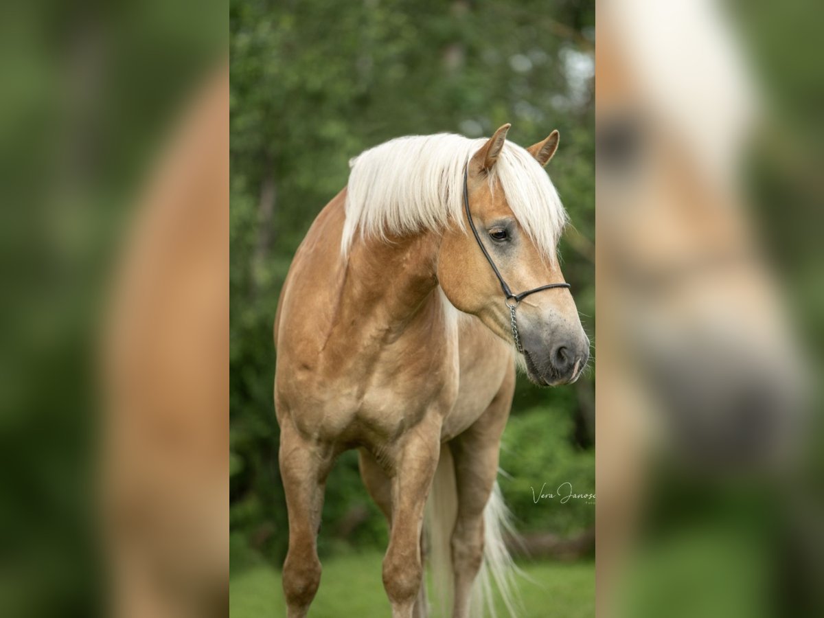 Haflinger Caballo castrado 5 años 160 cm in Rohrbach am Kulm