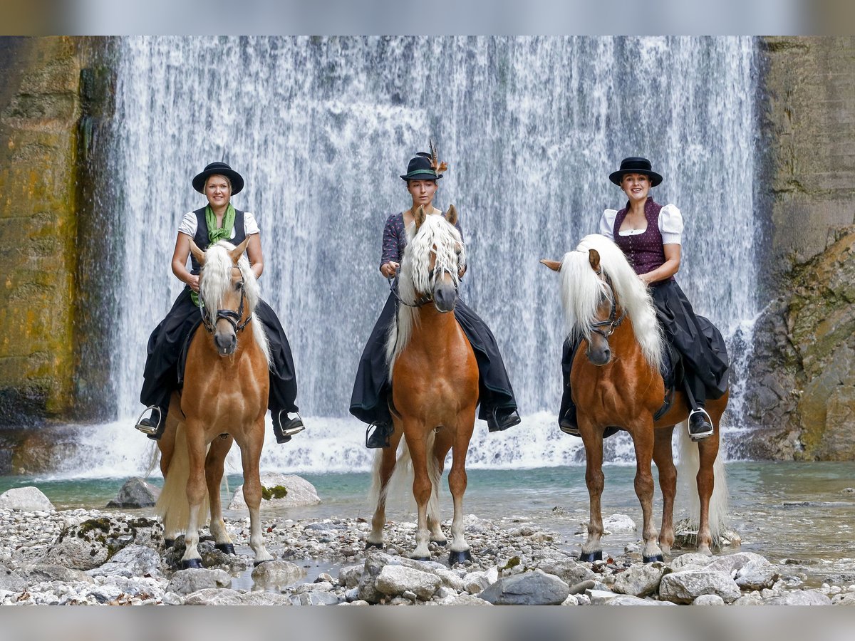 Haflinger Caballo castrado 5 años in Ro&#xDF;haupten