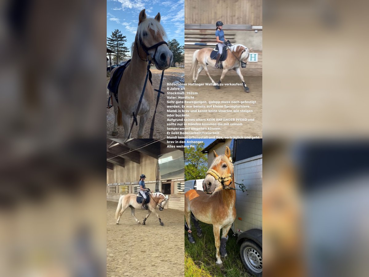 Haflinger Caballo castrado 6 años 152 cm Alazán in Wien