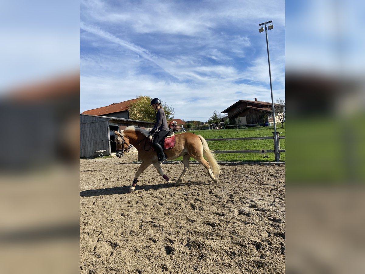 Haflinger Caballo castrado 6 años 153 cm Alazán in Mattsee