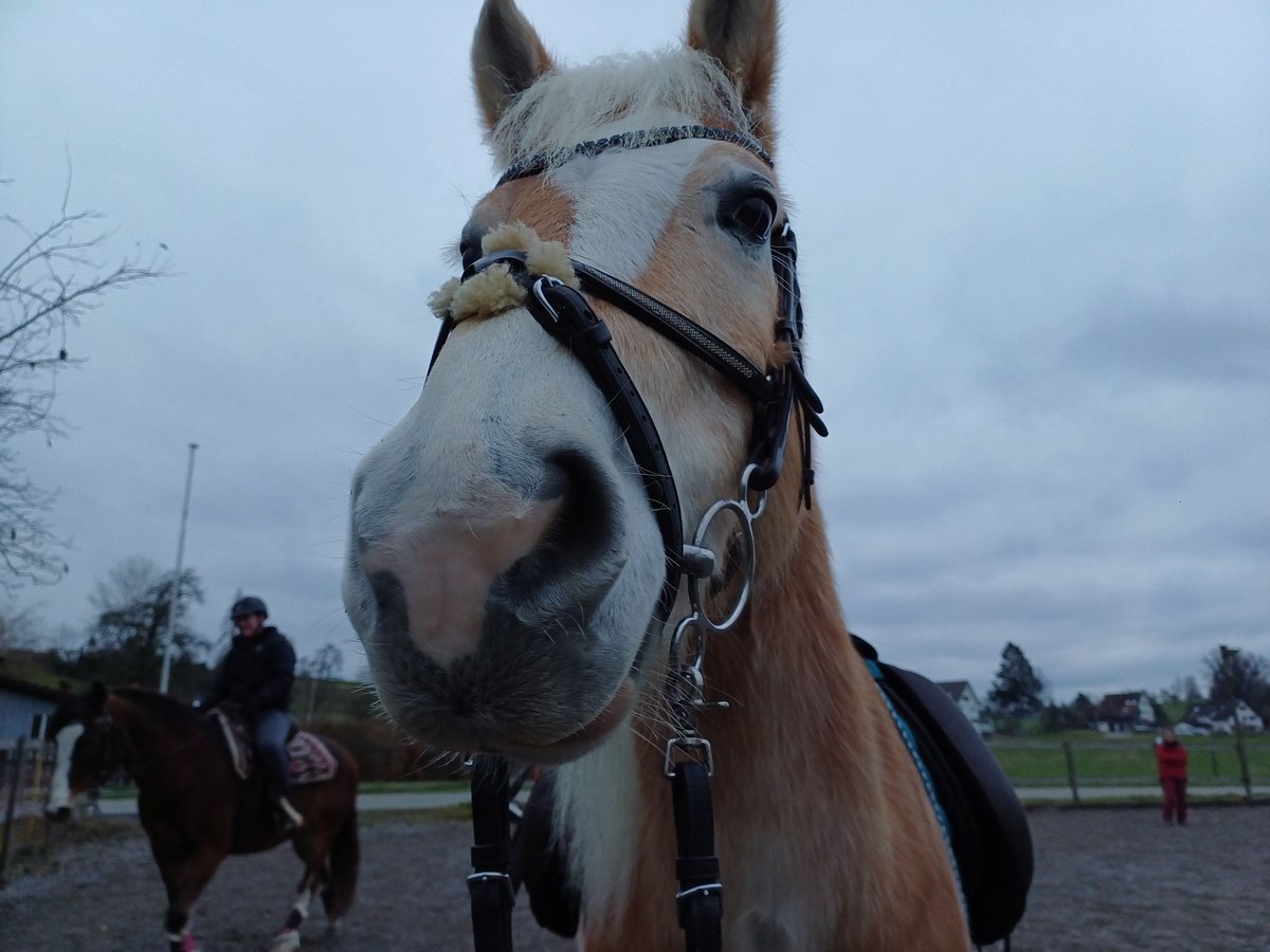 Haflinger Caballo castrado 6 años 154 cm in Oetwil am See