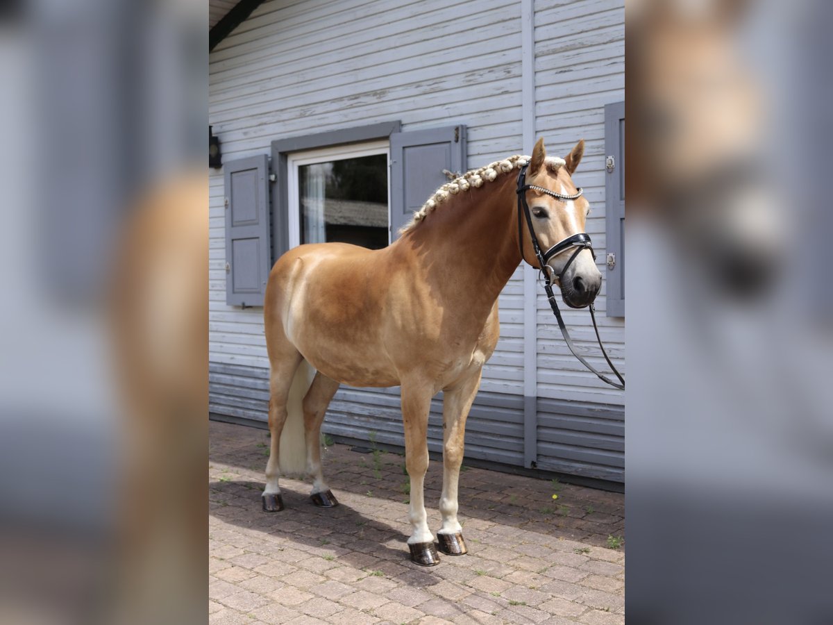 Haflinger Caballo castrado 7 años 146 cm Alazán in Hannover