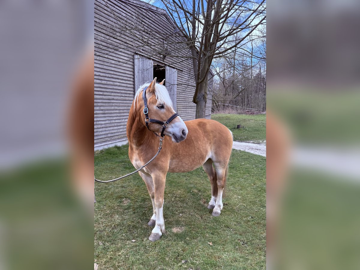 Haflinger Caballo castrado 7 años 150 cm Alazán in Pirna