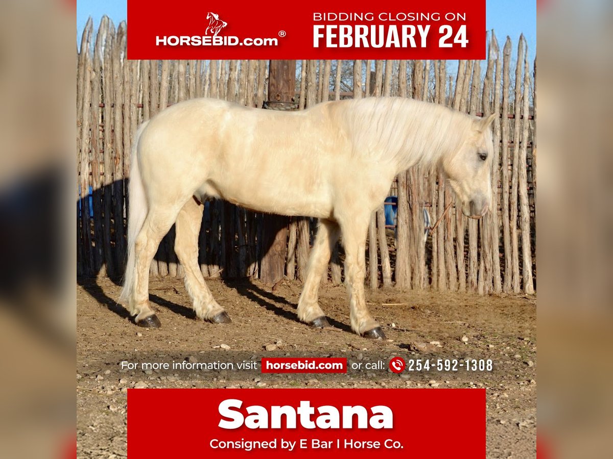 Haflinger Mestizo Caballo castrado 7 años 150 cm Palomino in Killeen, TX