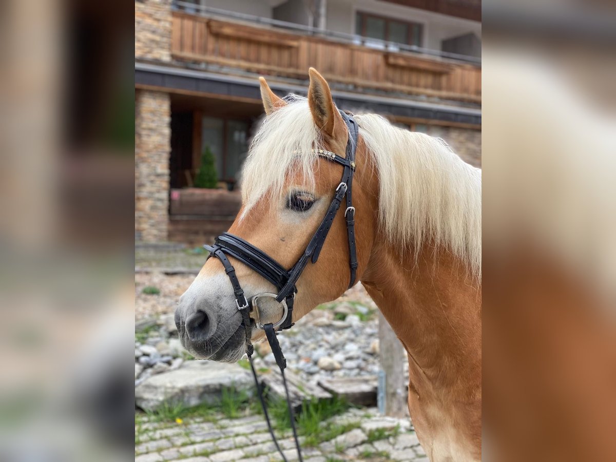 Haflinger Caballo castrado 7 años 153 cm Alazán in Kaprun