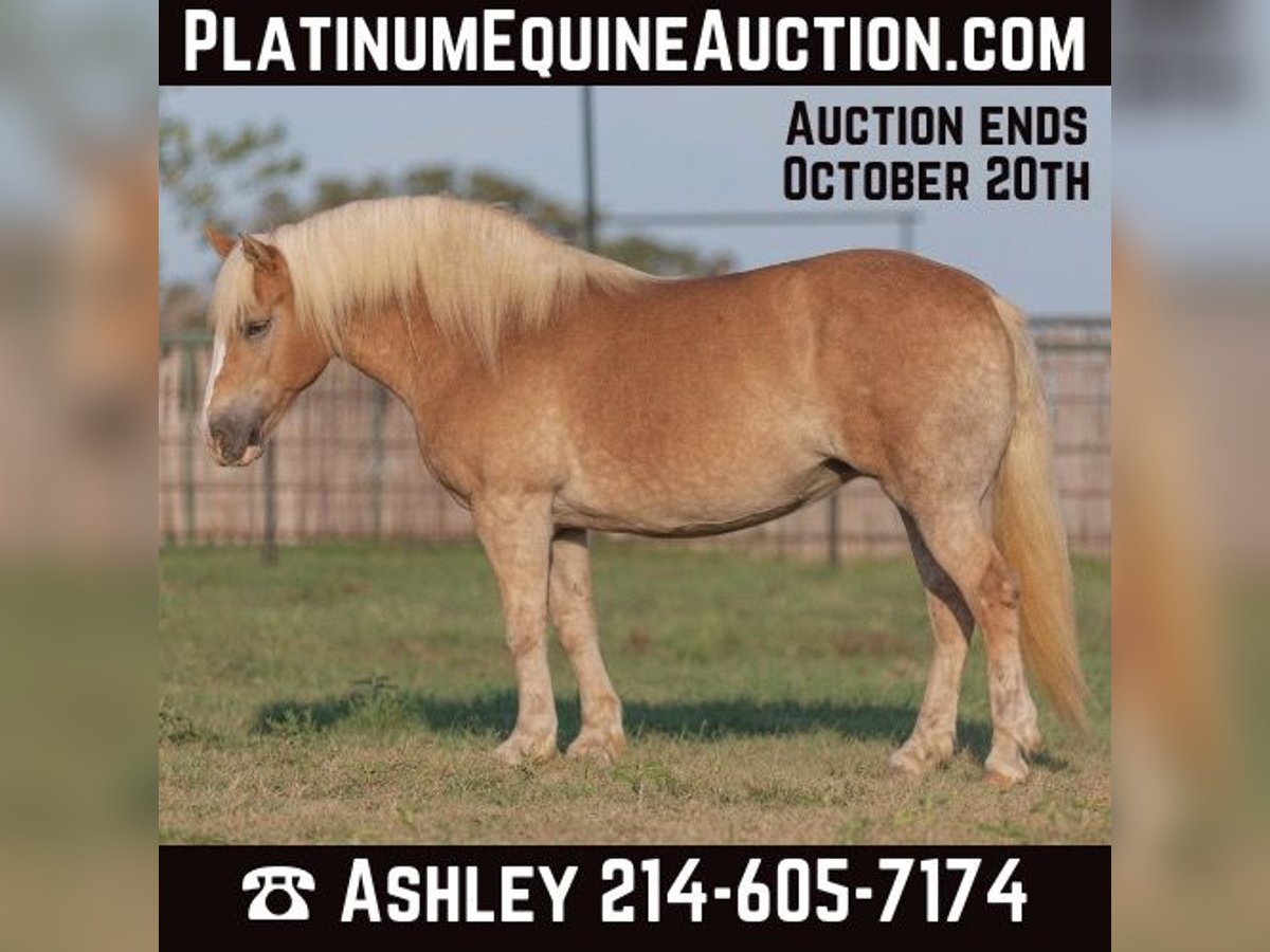 Haflinger Caballo castrado 8 años 142 cm Alazán-tostado in Weatherford TX