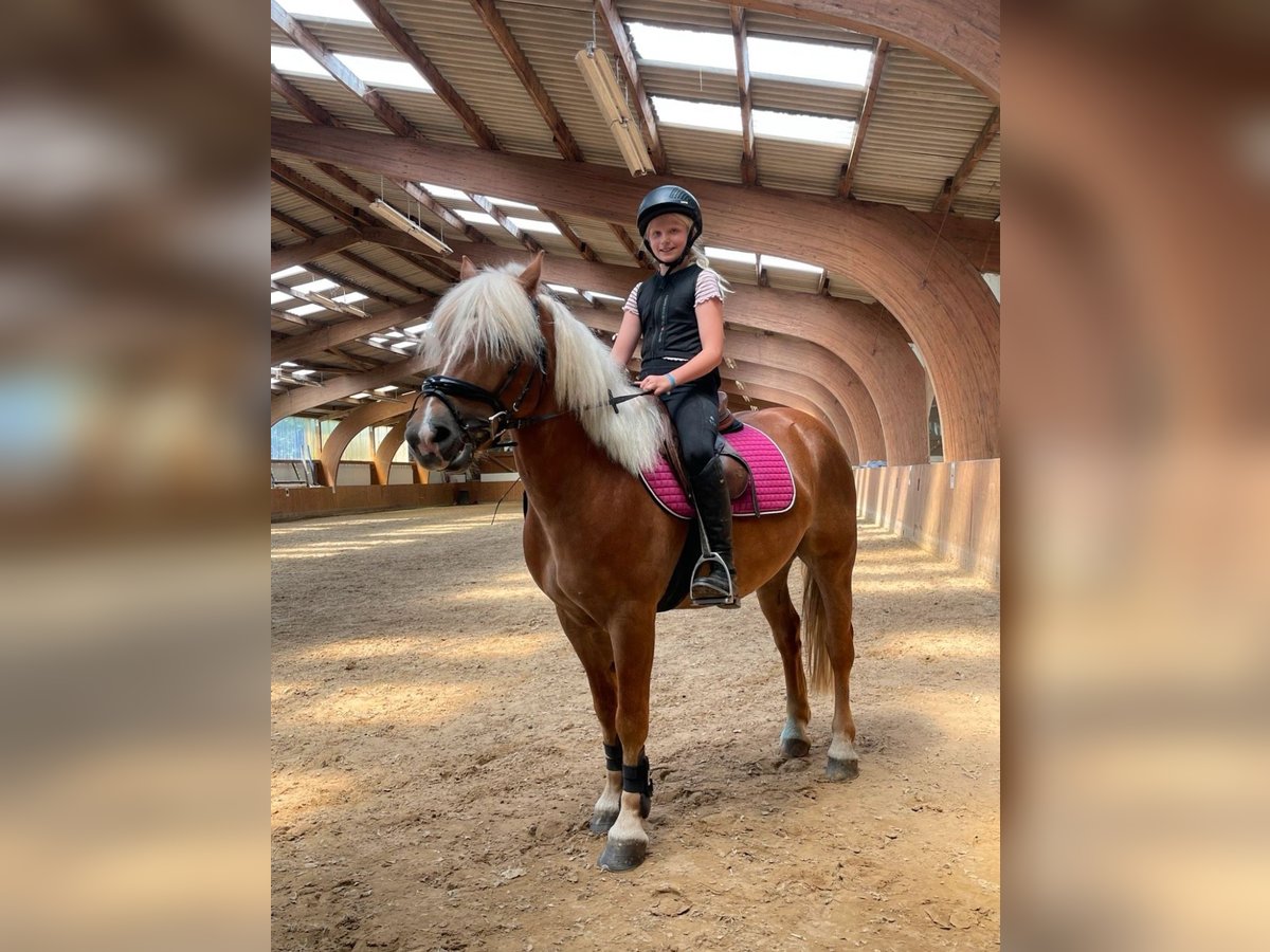 Haflinger Mestizo Caballo castrado 8 años 148 cm Alazán-tostado in Duderstadt