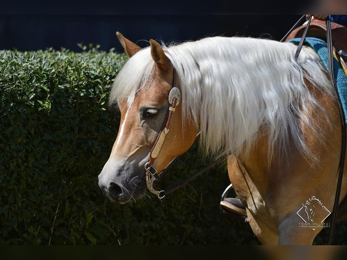 Haflinger Caballo castrado 8 años 148 cm Alazán in Eppan an der Weinstraße