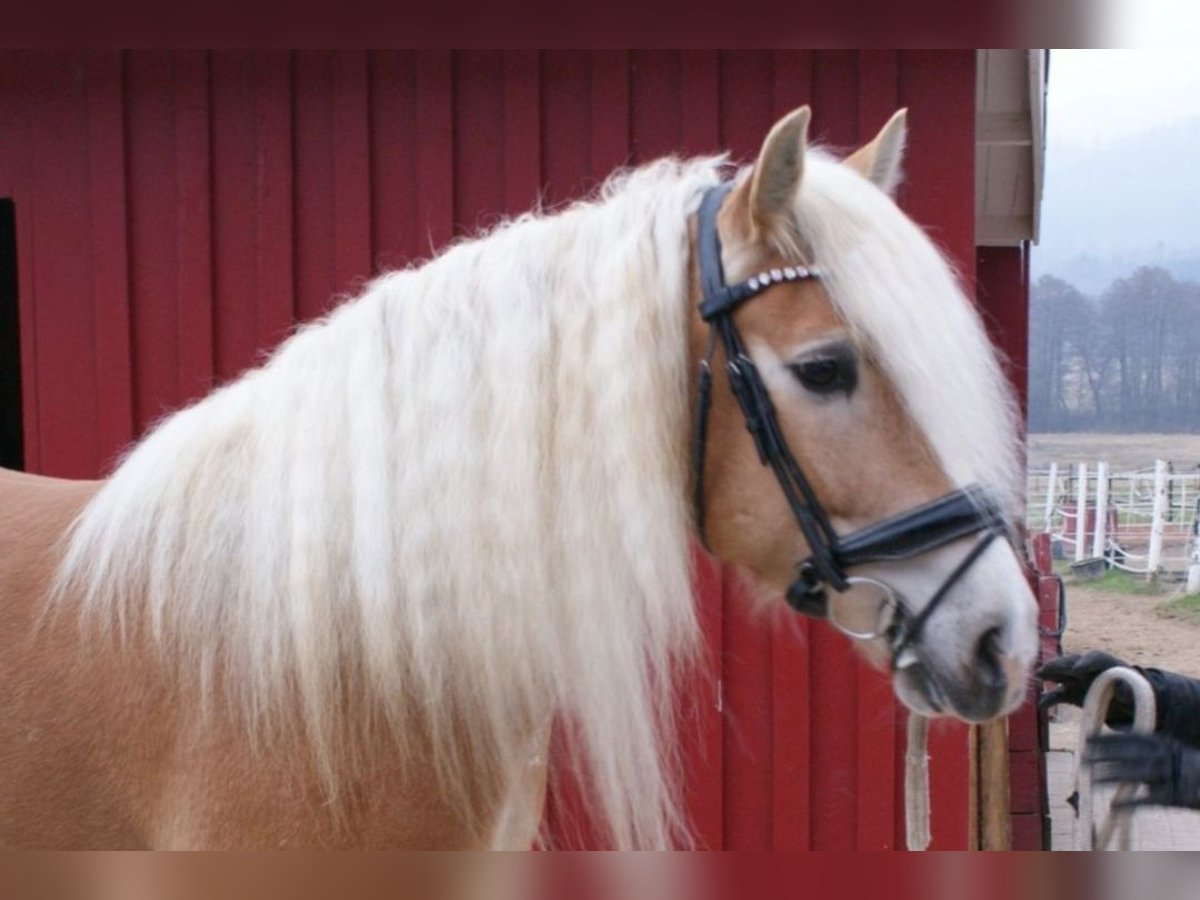 Haflinger Caballo castrado 8 años 155 cm Alazán in Langelsheim