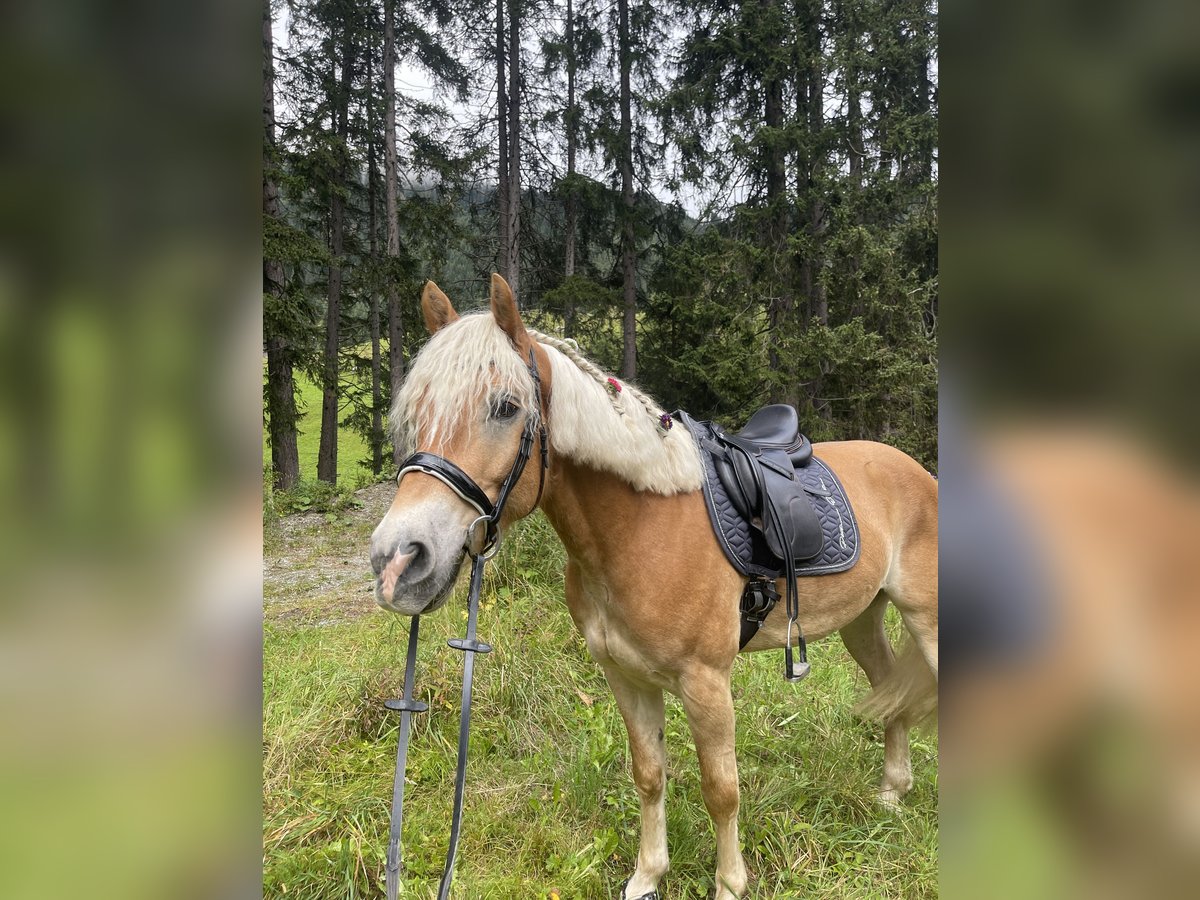 Haflinger Caballo castrado 8 años 156 cm Alazán in Galt&#xFC;r