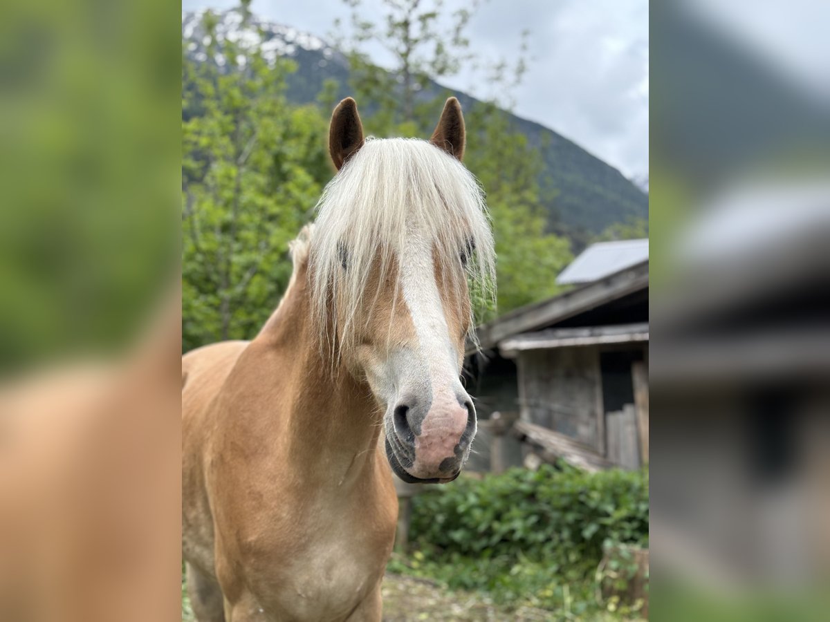 Haflinger Caballo castrado 8 años 163 cm Palomino in Häselgehr